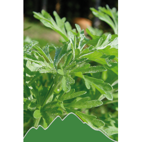 Wermut (Artemisia absinthium)