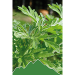 Wermut (Artemisia absinthium)