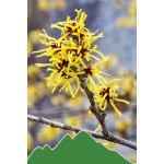 Zauberstrauch (Hamamelis virginiana)