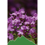 Quendel (Thymus serpyllum L.)