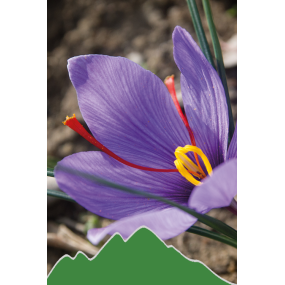 Safran (Crocus sativus)