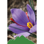 Safran (Crocus sativus)