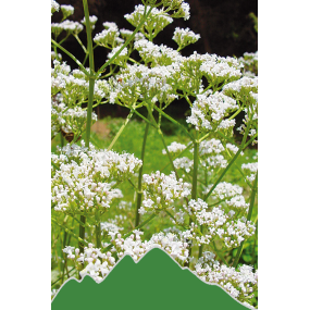 Baldrian (Valeriana officinale)