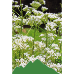 Baldrian (Valeriana officinale)