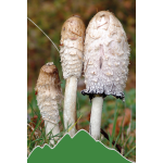 Schopftintling - Coprinus (Coprinus comatus)