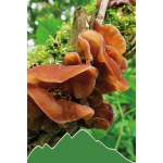 Auricularia (Auricularia auricula judae - Judasohr)