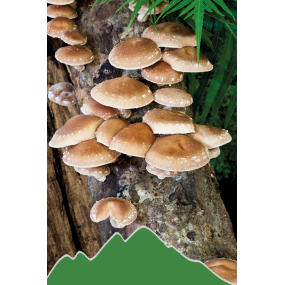 Shiitake (Lenticula edodes)