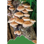 Shiitake (Lenticula edodes)