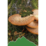 Polyporus (Polyporus umbellatus, Eichhase)