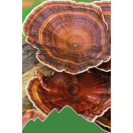 Reishi (Ganoderma lucidum, Glänzender Lackporling)