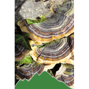 Coriolus (Trametes versicolor - Schmetterlings-Tramete)