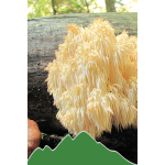 Hericium (Hericium erinaceus - Igel-Stachelbart)