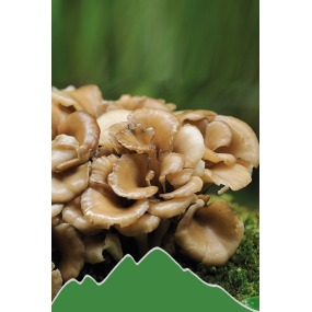 Maitake (Grifolia frondosa)