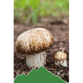 Agaricus (Agaricus subrufescens - Mandelpilz)