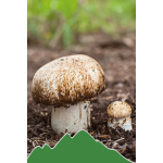 Agaricus (Agaricus subrufescens - Mandelpilz)