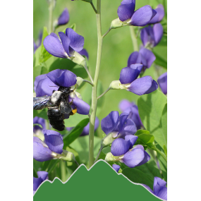 Lupine