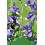 Lupine