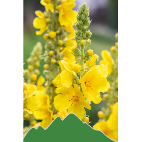 Königskerze (Verbascum thapsiforme)