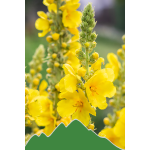 Königskerze (Verbascum thapsiforme)