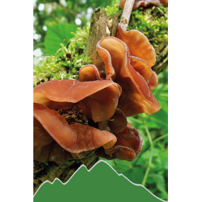 Judasohr (Auricularia)