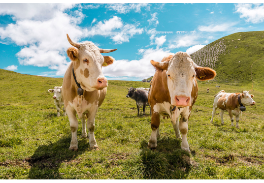 Colostrum: Natürliche Immunkompetenz