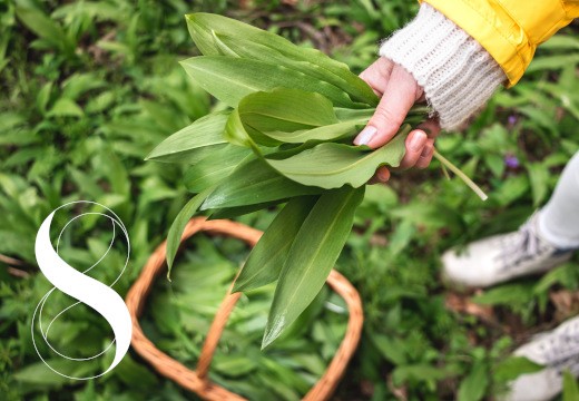 Bärlauch: Natürliches Superfood für Gesundheit und Entgiftung im Frühjahr