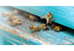 Busy bee: Natürlich fit mit der Kraft der Bienen