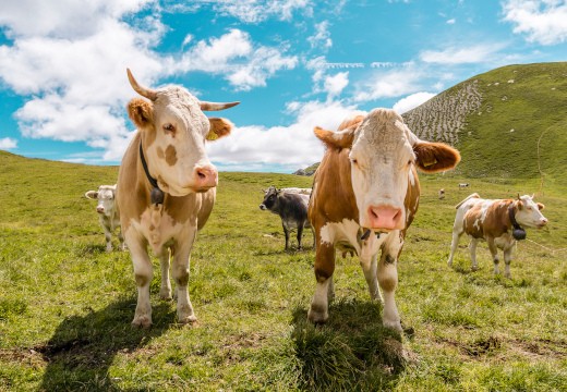 Colostrum: Natürliche Immunkompetenz