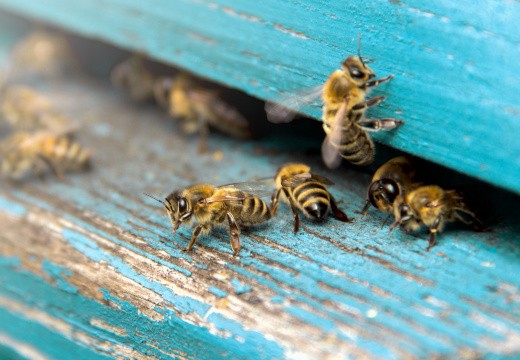 Busy bee: Natürlich fit mit der Kraft der Bienen